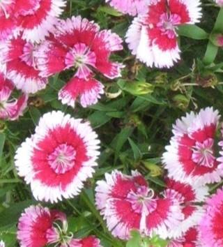 Dianthus barbatus Wee Willie from First Step Greenhouses
