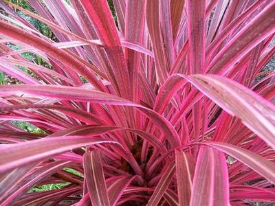 Cordyline australis Pink Passion ()