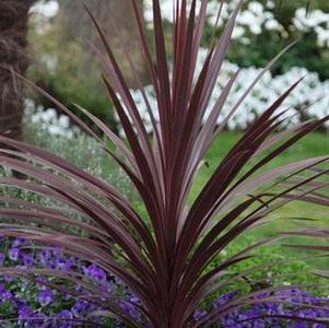 Cordyline australis Red Star ()