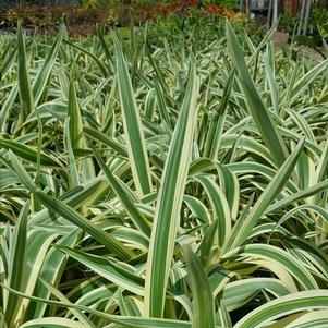 Dianella ensifolia Sterling ()