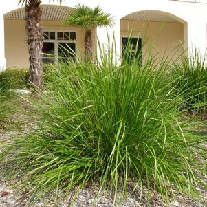 Lomandra longifolia Katrinus Deluxe ()