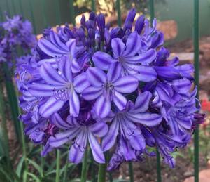Agapanthus x hybridus Poppin' Star ('AMDB002') ()