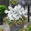 Senecio candidans Angel Wings('Senaw') ()