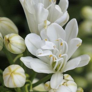 Agapanthus x hybridus Double Diamond ()